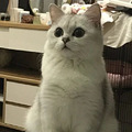 世界未解之谜：猫猫有脖子吗？_1