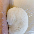 世界未解之谜：猫猫有脖子吗？_3