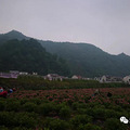 清凉峰的玫瑰花茶有什么不一样_3