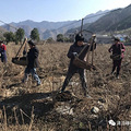 清凉峰的玫瑰花茶有什么不一样_2