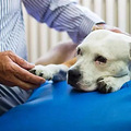 导盲犬竟被无情赶走！大家对服务犬的认识真是贫瘠_2