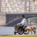 导盲犬竟被无情赶走！大家对服务犬的认识真是贫瘠_5
