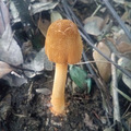 还记得吓哭女业主的蘑菇吗？这十几种蘑菇都有毒，要认清！_0