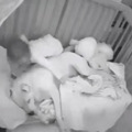 狗狗的零食总是莫名失踪，网友蹲守几天后…意外发现了可爱的真相_1