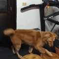 让狗狗用跑步机散步，它却一直偷懒！外出对狗有不一样的意义_3