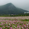 【周末去哪儿】杭州湘湖三期千亩格桑花盛开，打卡趁现在_4