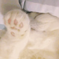 我为什么劝你不要轻易给猫剃毛？_5