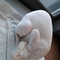 我为什么劝你不要轻易给猫剃毛？_0