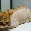 我为什么劝你不要轻易给猫剃毛？_2