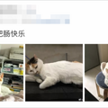 我为什么劝你不要轻易给猫剃毛？_4