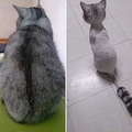 我为什么劝你不要轻易给猫剃毛？_1