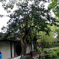 精致苏州，古韵悠悠_1