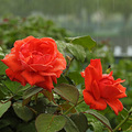 钱江新城   月季花_4
