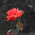 钱江新城   月季花_0