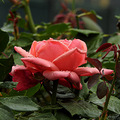 钱江新城   月季花_2