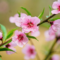 桃花_0