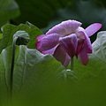 曲院风荷雨珠荷韵分享_0