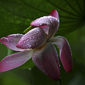 曲院风荷雨珠荷韵分享_1