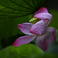 曲院风荷雨珠荷韵分享_2