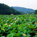今日重返新叶古村拍荷_1