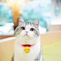 30多只萌猫陪你喝咖啡，去看看3w一只的猫猫到底长什么样子？_3