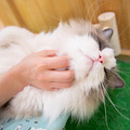 30多只萌猫陪你喝咖啡，去看看3w一只的猫猫到底长什么样子？_0