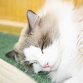 30多只萌猫陪你喝咖啡，去看看3w一只的猫猫到底长什么样子？_5