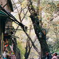 拿90年前的杭州旅游手册游现在杭州，会发生什么事_0