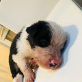 家养边牧幼犬20多天了，有领养的吗？可以先预定_0