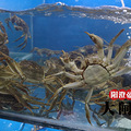 阳澄湖大闸蟹 早上起来活动下啊！_5