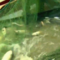 助力《天天向上》登顶收视榜首的魅力小县城，连马云都来悄悄打卡_4