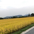 周末去了趟良渚遗址公园，风景正当时_0