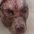 狗子遭大黑熊撕咬，主人徒手冲了上去……结局让人震撼！_5
