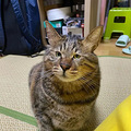 一不小心给猫“卸了妆”，铲屎官连夜扛着火车跑了…_4