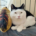 一不小心给猫“卸了妆”，铲屎官连夜扛着火车跑了…_0