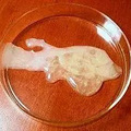 我在取精室里的秘密…_5