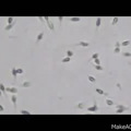我在取精室里的秘密…_3