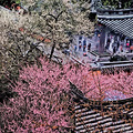 杭州赏梅大全_0