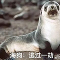 因为霍尊，我知道了海狗丸的这些事_4