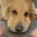 好好的一只狗子，怎么养着养着就变成仓鼠了？？？_2