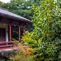 《晒秋香》满陇桂雨桂花即将怒放  2021.10.19_0