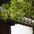暂时忘记银杏红枫！人们对这座城的秋日念想，都在看不见的风景里_2