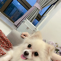 博美博美找领养