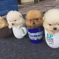 热搜上的“茶杯”马尔济斯：我可爱吗？拿寿命换的！_5