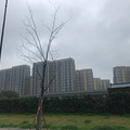 文澜学区正式官宣，附近房价却跌了3成_1