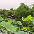 今天，西湖边的第一朵荷花悄然绽放，看到的人都说幸运…_2