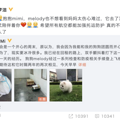 今日份的瓜｜李紫婷求助爱犬死亡原因，泰航回应，徐梦洁为其发声_3