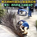 路人被一片树叶砸伤，昏迷不醒！街道回应