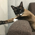 养猫碰上诈骗团伙，大白猫变橘猫…还能不能退货了？_5