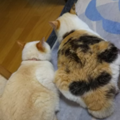 养猫碰上诈骗团伙，大白猫变橘猫…还能不能退货了？_4